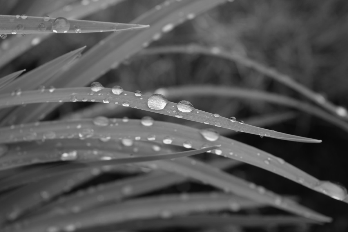 raindrop